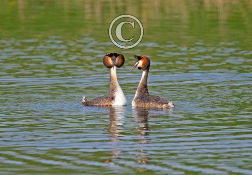 Great Crested Grebes 12